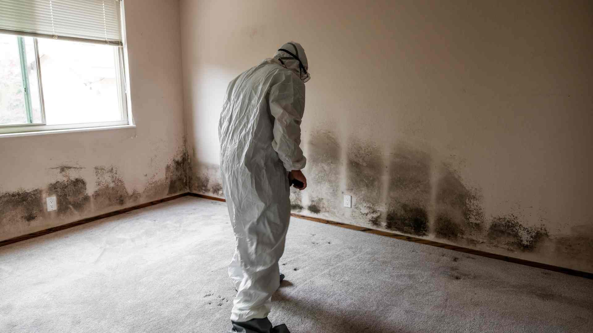 Mold Remediation Services