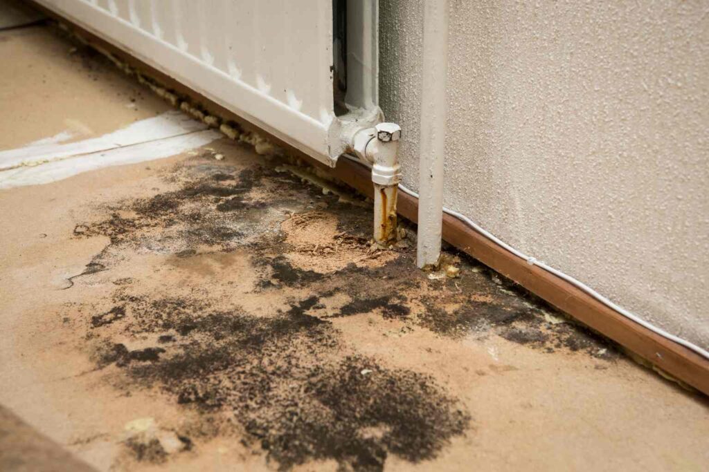 Mold Remediation